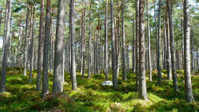 Las pełen energii — nowe miejsce dla ekologi