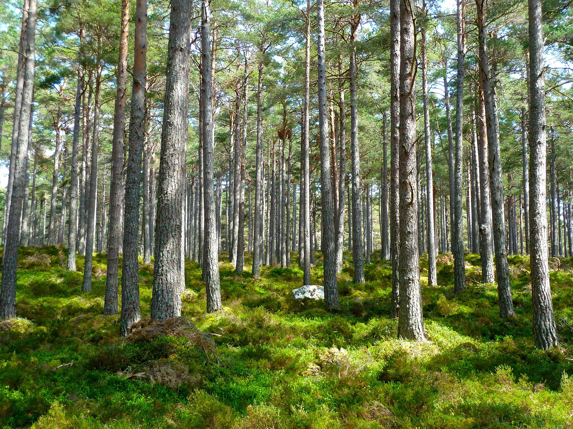 Las pełen energii — nowe miejsce dla ekologi